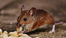 24 Hour & Emergency Exterminators in Stockbridge, MA